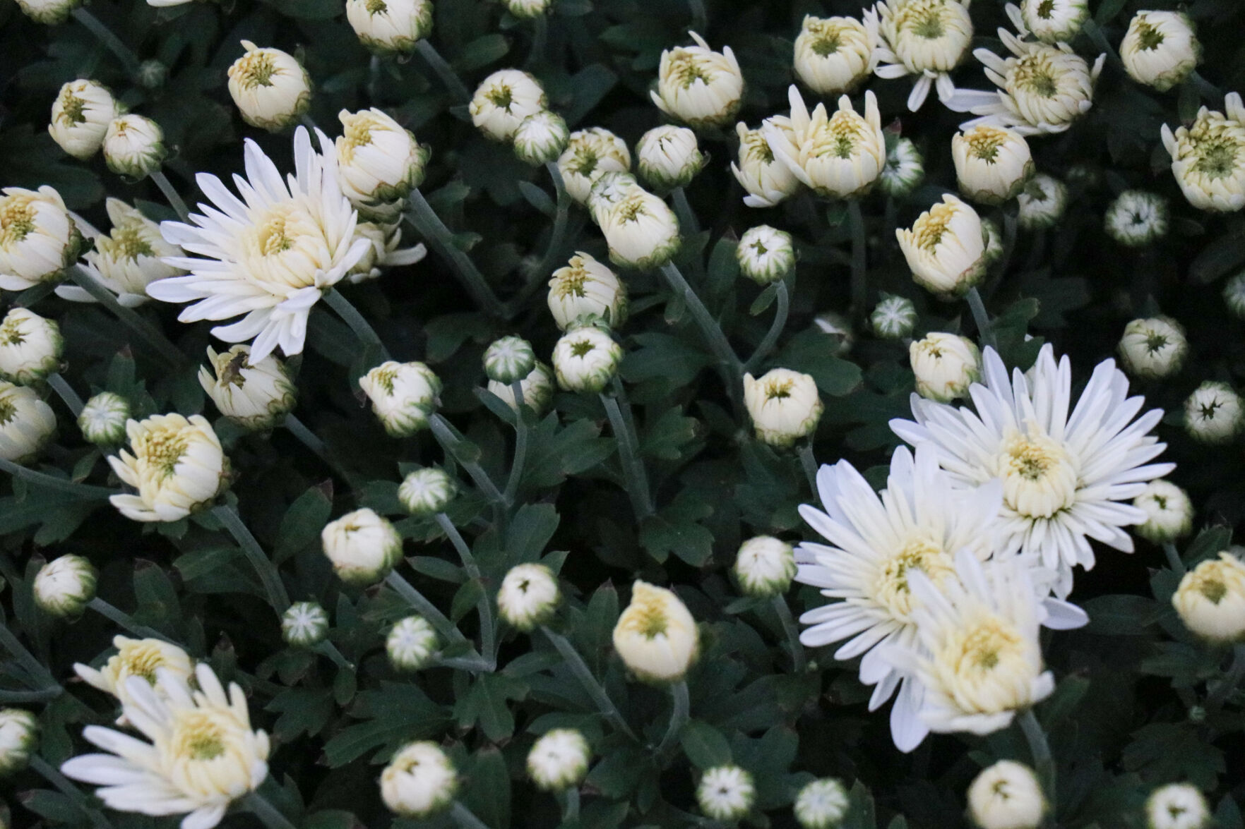 South Oval Mums
